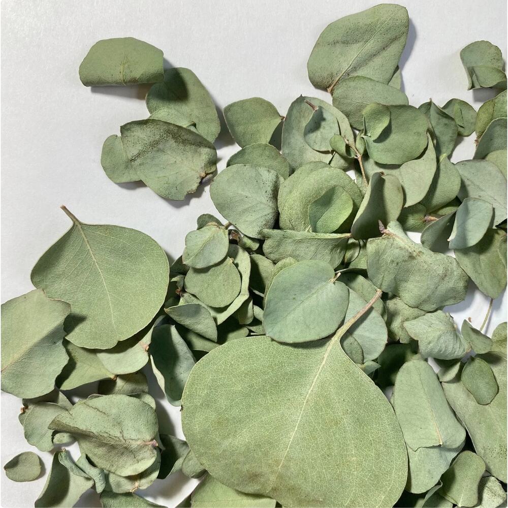 Dry Eucalyptus Leaves